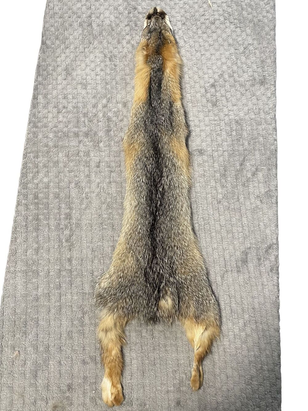 Gray Fox Wallhanger Genuine Tanned Fur Pelt Hide Taxidermy Craft Oddities Curios